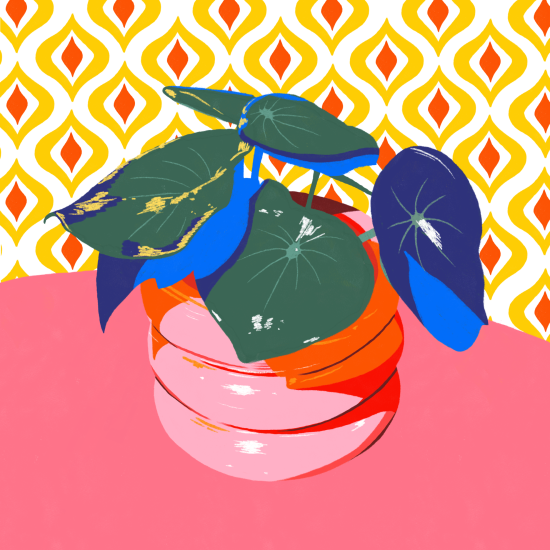 Plante